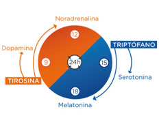 Cronobiología nutricional