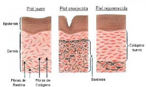 Beneficios del colageno - Madrid, Marbella, Sevilla