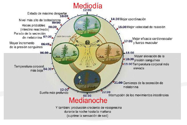 Nutrición cerebral